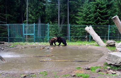 Два бурых медведя играют в реабилитационном центре НПП "Синевир"