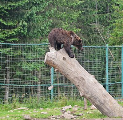 Медведь сидит сверху на бревне в реабилитационном центре НПП "Синевир"