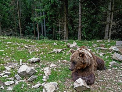 Медведь в реабилитационном центре бурого медведя в НПП "Синевир"