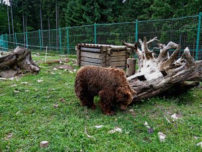 Мокрый медведь возле деревянных бревен в реабилитационном центре НПП "Синевир"