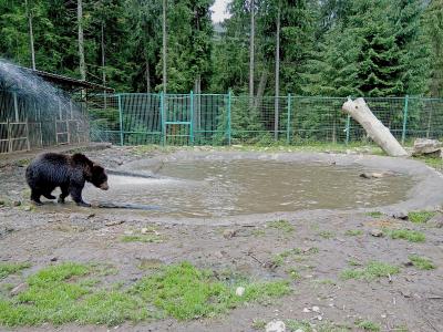 Мишка возле озера для купания в реабилитационном центре бурого медведя