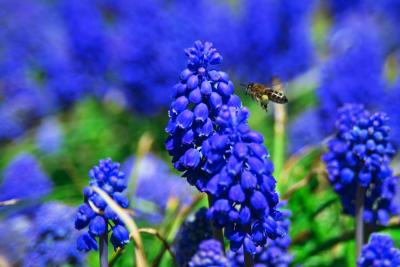 Бджола поряд із квітами гадючої цибульки