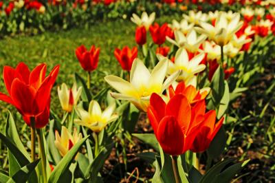 Клумба с красными и желтыми тюльпанами в Кропивницком дендропарке