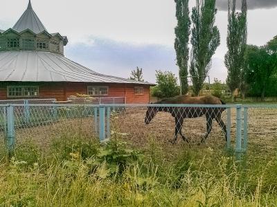 Конь в загоне на фоне манежа на Деркульском конном заводе