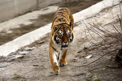 Амурський тигр у зоопарку в Києві