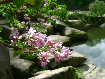 Квіти рожевого бузку на фоні Нижнього ставу в Софіївському парку