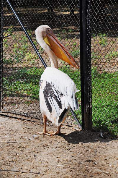 Пеликан в биосферном заповеднике «Аскания-Нова»