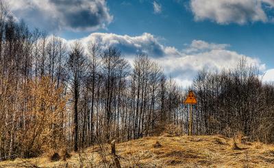 Рудий ліс у Чорнобилі