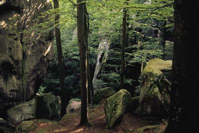 Лес на скалах Довбуша возле села Бубнище
