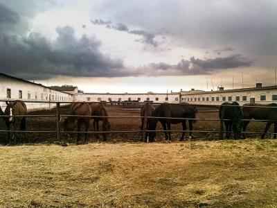 Кони в загоне на Деркульском конном заводе