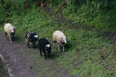 Вівці на березі річки неподалік озера Синевир