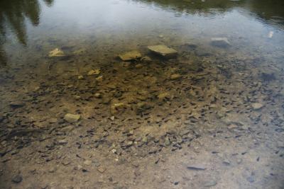 Маленькі рибки на мілині озера Синевир