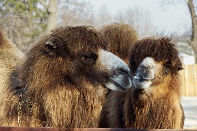 Два верблюда в зоопарке в Киеве