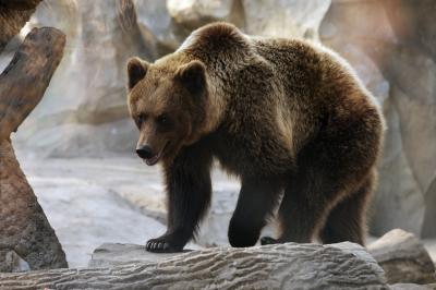 Бурый медведь в Киевском зоопарке