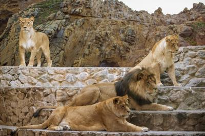 Семья львов в Киевском зоопарке